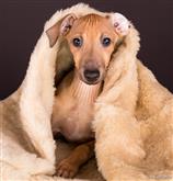 A bag really soft. Your dog will love it!

The Lupavaro Rescue snuggle bag HELP US TO HEL THEM! Th